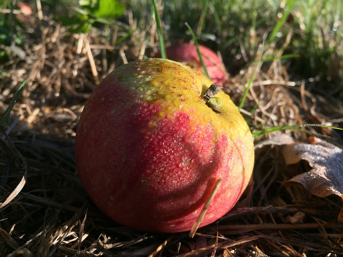 la pomme
